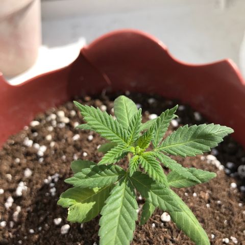 Lemon haze 🍋 growlog photo: 2:41 PМ 🏞✅💧