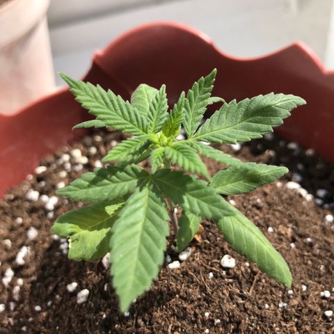 Lemon haze 🍋 growlog photo: 2:41 PМ 🏞✅💧