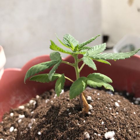 Lemon haze 🍋 growlog photo: 2:41 PМ 🏞✅💧