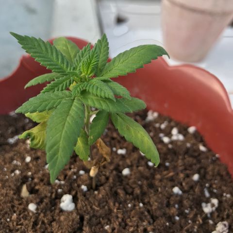 Lemon haze 🍋 growlog photo: 8:21 AM 🏞❤️‍🩹🌿