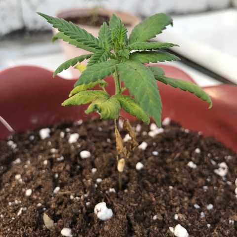 Lemon haze 🍋 growlog photo: 8:21 AM 🏞❤️‍🩹🌿