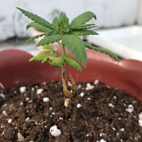 Lemon haze 🍋 growlog photo: 8:21 AM 🏞❤️‍🩹🌿