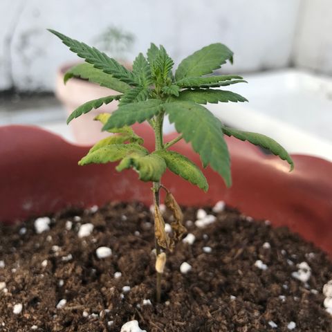 Lemon haze 🍋 growlog photo: 8:21 AM 🏞❤️‍🩹🌿