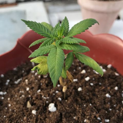 Lemon haze 🍋 growlog photo: 8:21 AM 🏞❤️‍🩹🌿