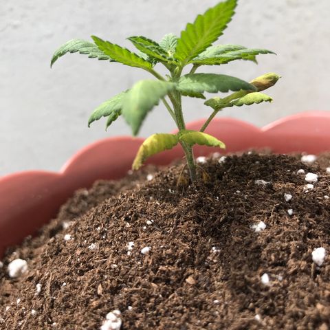 Lemon haze 🍋 growlog photo: 12:56 🏞🧑🏿‍🚀🌿❤️✨