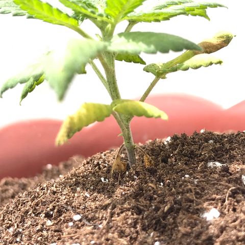 Lemon haze 🍋 growlog photo: 12:56 🏞🧑🏿‍🚀🌿❤️✨