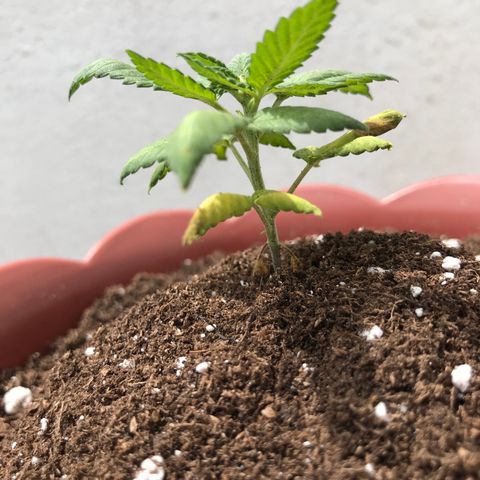 Lemon haze 🍋 growlog photo: 12:56 🏞🧑🏿‍🚀🌿❤️✨