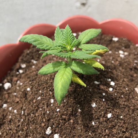 Lemon haze 🍋 growlog photo: 12:56 🏞🧑🏿‍🚀🌿❤️✨