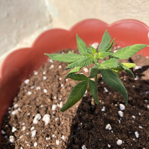 Lemon haze 🍋 growlog photo: 2:31 PM 🏞