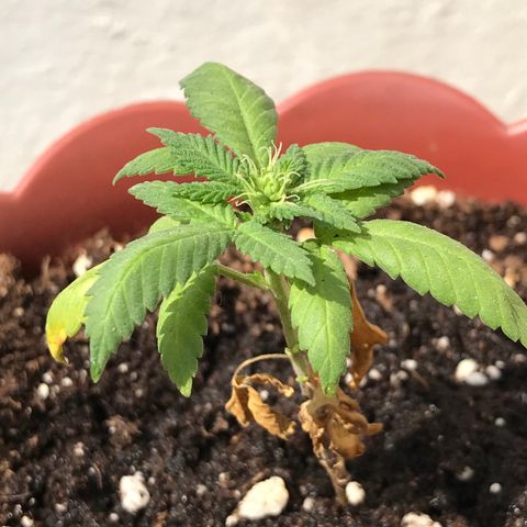 Lemon haze 🍋 growlog photo: 2:31 PM 🏞🌿❤️ 