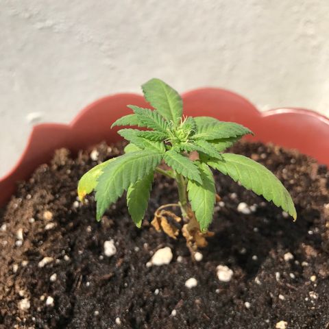 Lemon haze 🍋 growlog photo: 2:31 PM 🏞🌿❤️ 