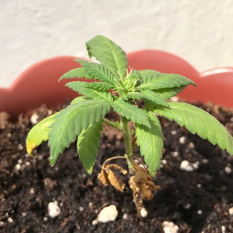 Lemon haze 🍋 growlog photo: 2:31 PM 🏞🌿❤️ 