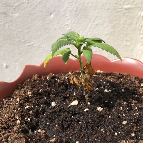 Lemon haze 🍋 growlog photo: 2:31 PM 🏞🌿❤️ 