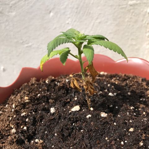 Lemon haze 🍋 growlog photo: 2:31 PM 🏞🌿❤️ 