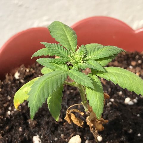 Lemon haze 🍋 growlog photo: 2:31 PM 🏞🌿❤️ 