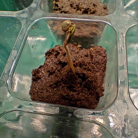 Duncan growlog photo: Looks like this guy is going on the mend, I can see some green inside