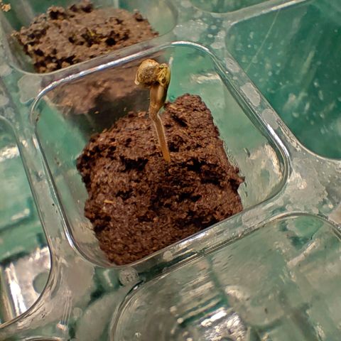 Duncan growlog photo: Looks like this guy is going on the mend, I can see some green inside