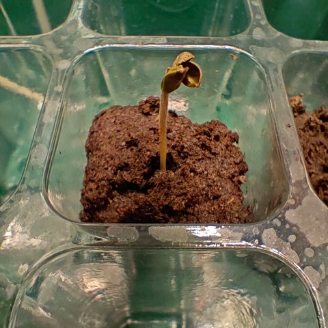 Duncan growlog photo: Looks like this guy is going on the mend, I can see some green inside