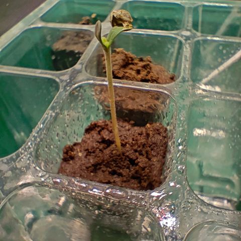 Duncan growlog photo: Yes! We're so back! 