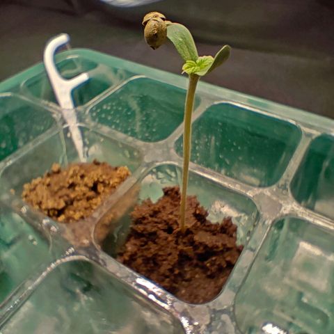 Duncan growlog timeline photo