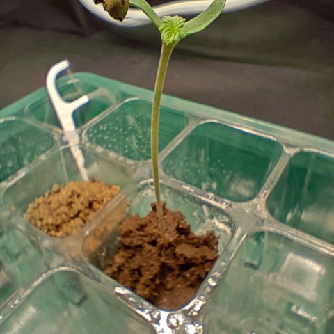 Duncan growlog timeline photo