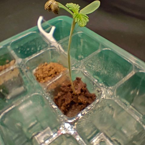 Duncan growlog timeline photo