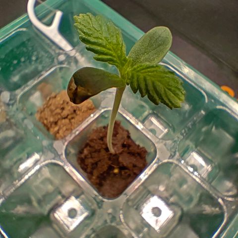 Duncan growlog timeline photo