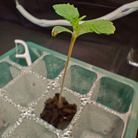 Duncan growlog timeline photo