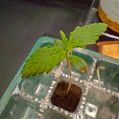 Duncan growlog timeline photo