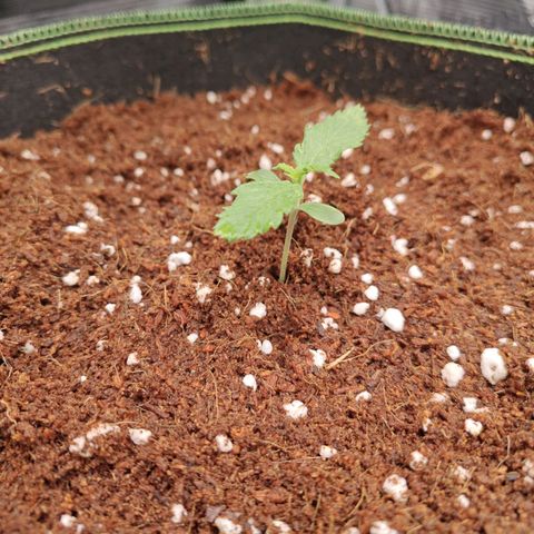 Duncan growlog timeline photo
