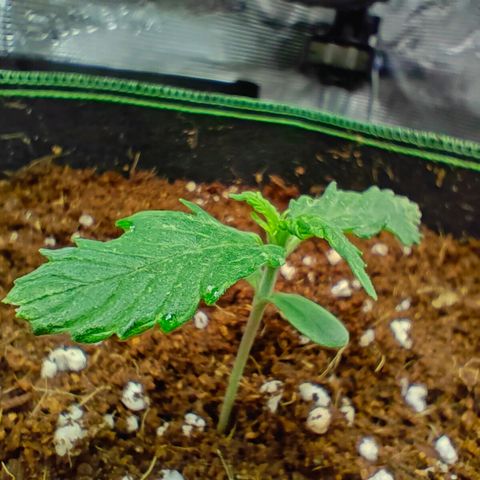 Duncan growlog timeline photo