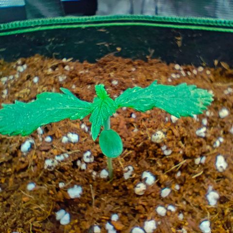 Duncan growlog timeline photo