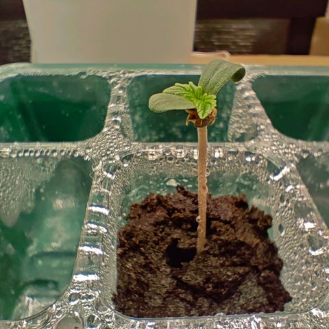 Connor growlog timeline photo