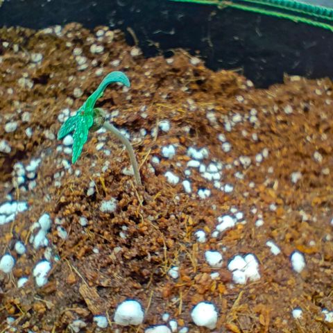 Connor growlog timeline photo