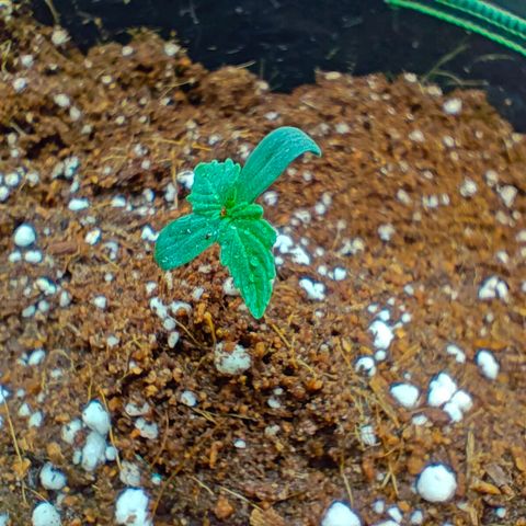 Connor growlog timeline photo