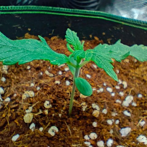 Duncan growlog timeline photo