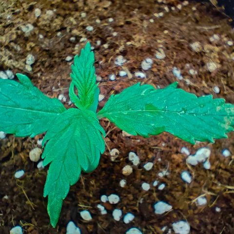 Duncan growlog timeline photo
