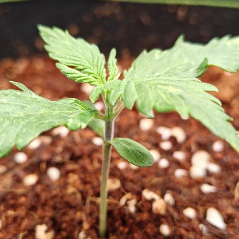 Duncan growlog timeline photo