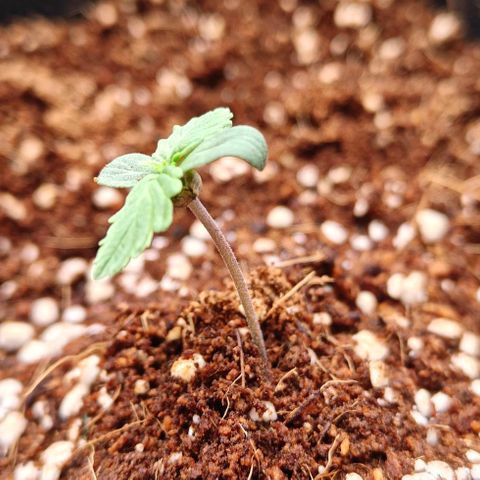 Connor growlog timeline photo