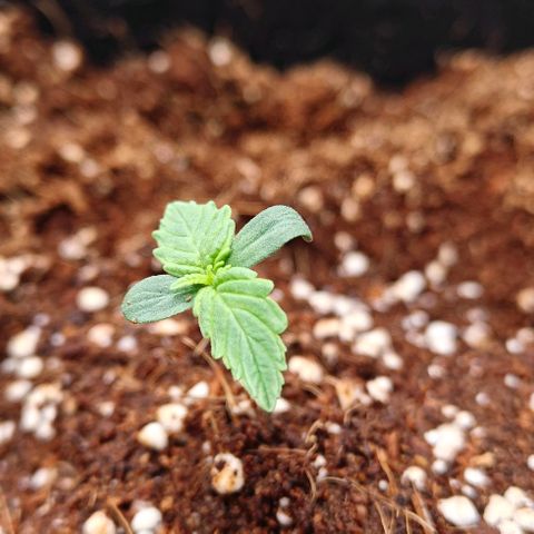 Connor growlog timeline photo