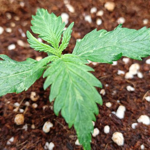 Duncan growlog timeline photo