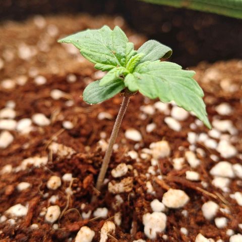 Connor growlog timeline photo