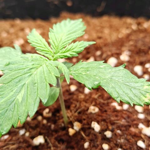 Duncan growlog timeline photo
