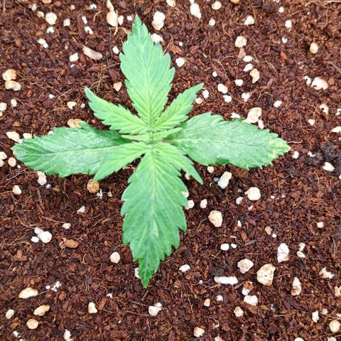 Duncan growlog timeline photo