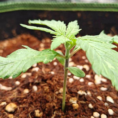 Duncan growlog timeline photo