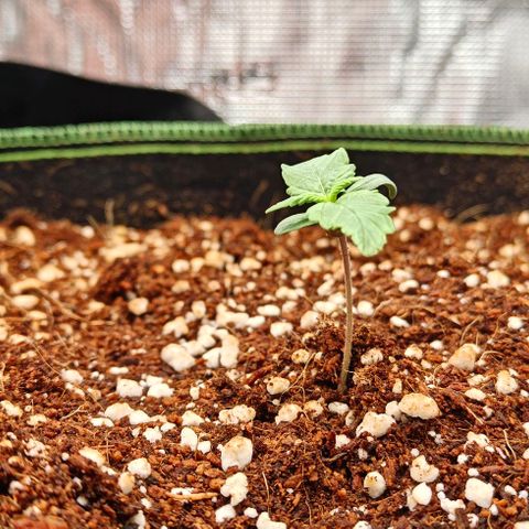 Connor growlog timeline photo