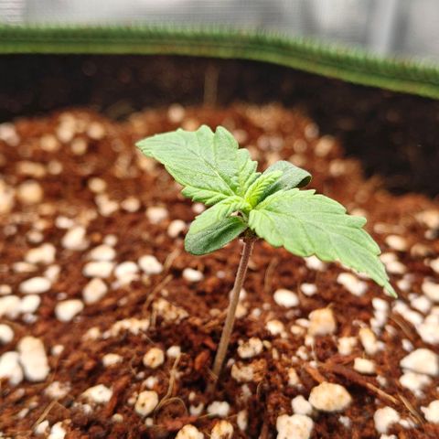 Connor growlog timeline photo