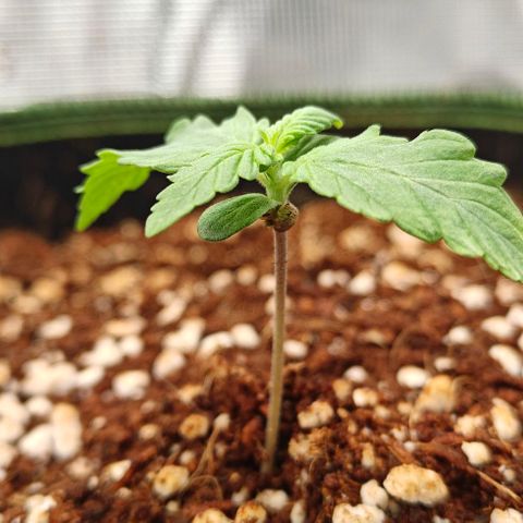 Connor growlog timeline photo