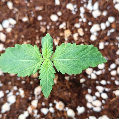 Connor growlog timeline photo