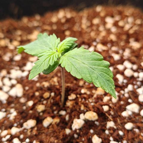 Connor growlog timeline photo